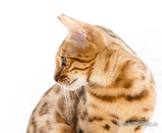 Bengal Cat